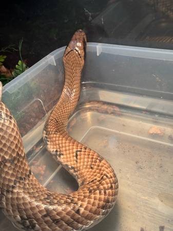 Hypo false water cobra 1