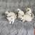 Balinese Kittens (Long haired Siamese) 11 thumbnail