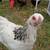 Pullets 2 thumbnail