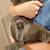 Free Kittens 1 thumbnail