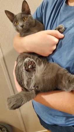Free Kittens 1