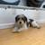 Found dog 1 thumbnail
