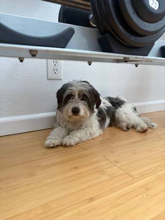 Found dog 1