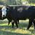 HERD SELLOUT 12 Bred Cows 21 thumbnail