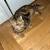 short hair, exotic kitten 3 thumbnail