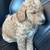 Standard Labradoodle Puppies Adoption 2 thumbnail