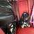 Toddles ( puppy) 2 thumbnail