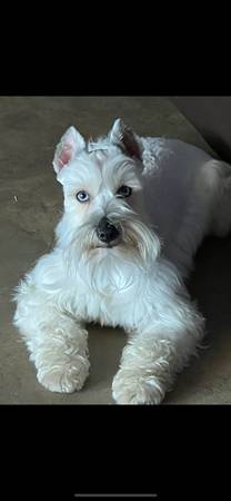 Mini Schnauzers for Rehome (Moore)63976604305026121