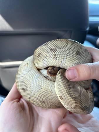 Ball Pythons 1