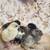 Easter Egger and Olive Egger Chicks 3 thumbnail