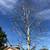 🌳🌲🌴Tree trimming LICENSED Tree removal  Palm Trimming 10% discount 7 thumbnail