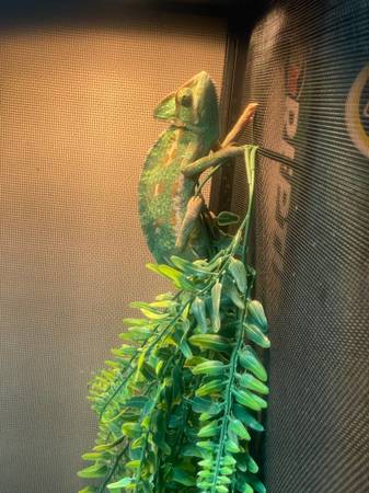 Female veiled chameleon 1