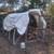 Brahmas Chickens 2 thumbnail