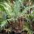 MADAGASCAR SAGO ///// CYCAS thouarsii 7 thumbnail