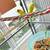 4 Young Parakeets w/ Ultra Nice, Large Flight Cage 11 thumbnail