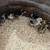Chicks!! 3 thumbnail