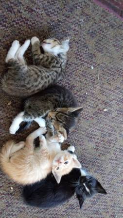 Kittens need home (Murchison)64037786535555120