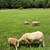 Sheep 4 thumbnail