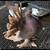 Pigeons for sale. 10 Indian fantail 1 thumbnail