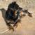 Lost black and tan Chihuahua 1 thumbnail