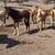 Gorgeous palomino yearling mustang filly!!! 18 thumbnail