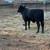Brangus heifers 2 thumbnail