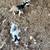 Friendly Silky Fainter Nanny Goat and her two Babies 9 thumbnail