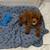 Cavapoo 4 thumbnail
