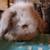 Teddywidder Bunnies 5 thumbnail