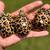 Radiated Hatchlings * 6 thumbnail