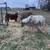 bred mini mare 6 thumbnail