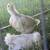Delaware Enhanced Broiler Chicks 2 thumbnail