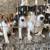 Rat Terrier Puppies🐶 11 thumbnail