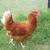 ISA Brown Laying Hens (LAYING NOW) 3 thumbnail