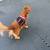 Licensed, Bonded, Insured, Dog Walking and Pet Care Company w/ App 7 thumbnail