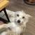 Lost Dog 4 thumbnail