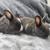 Rabbit 3 thumbnail