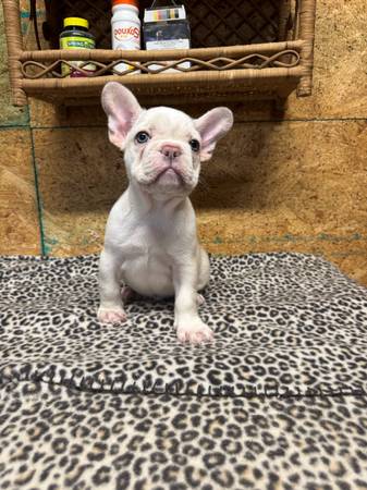 French bulldog pups (Tyler)64037786592899122