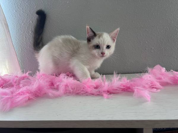 Precious Kittens63790338294529124