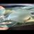 Michael Shearer Blue Spirit Art Glass Approx 9" Long Signed 1996 7 thumbnail