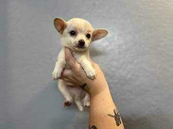 rehoming chihauhua!! (fremont / union city / newark)63659198054913121