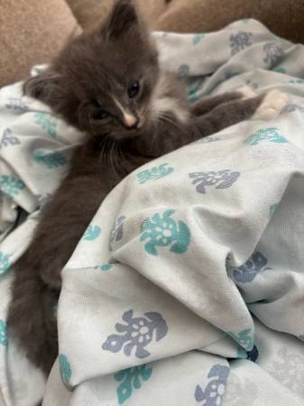 GRATIS a un buen hogar: hermoso gatito (noreste de Filadelfia)