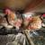 roosters chickens 6 thumbnail