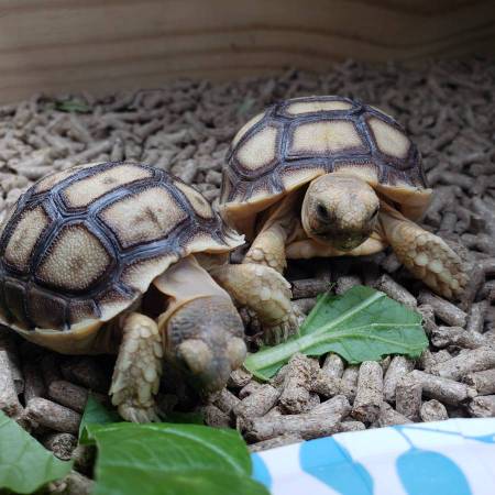Sulcata tortoise babies few left (keller)