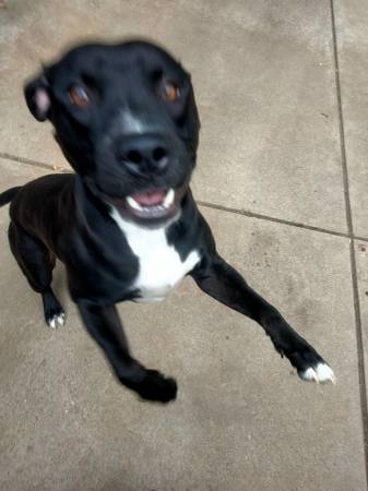 Excelente perro buscando un excelente hogar (Denver)63921244172674124