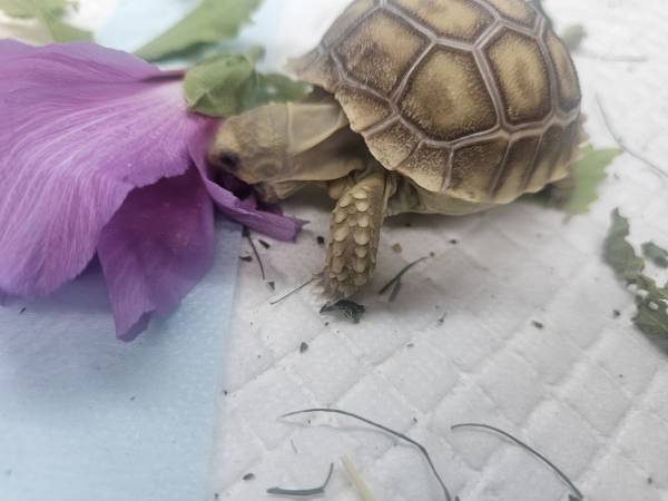 Sulcata tortoises (Palmdale)63893714044803120