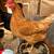 Chicken 2 thumbnail