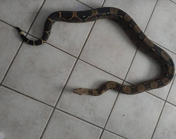 Adult bci boa 1