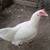 Laying Hens 7 thumbnail