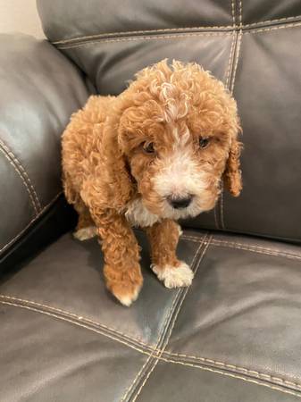 Mini Goldendoodle (Metairie)63904507655555120